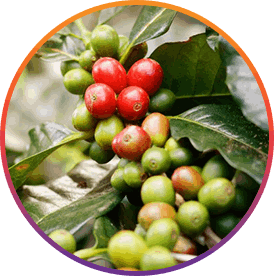 ResveraBurn Ingredients