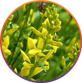 ResveraBurn Ingredients
