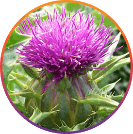 ResveraBurn Ingredients